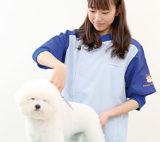 トリミング実習