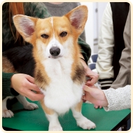 ドッグマッサージ