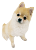 ポムちゃん