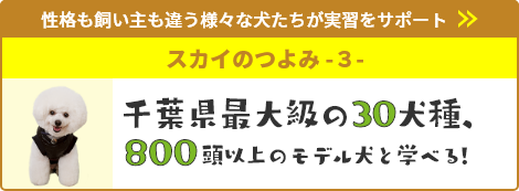 千葉県最大級の30犬種、800頭以上のモデル犬と学べる！