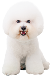 ビション・フリーゼ